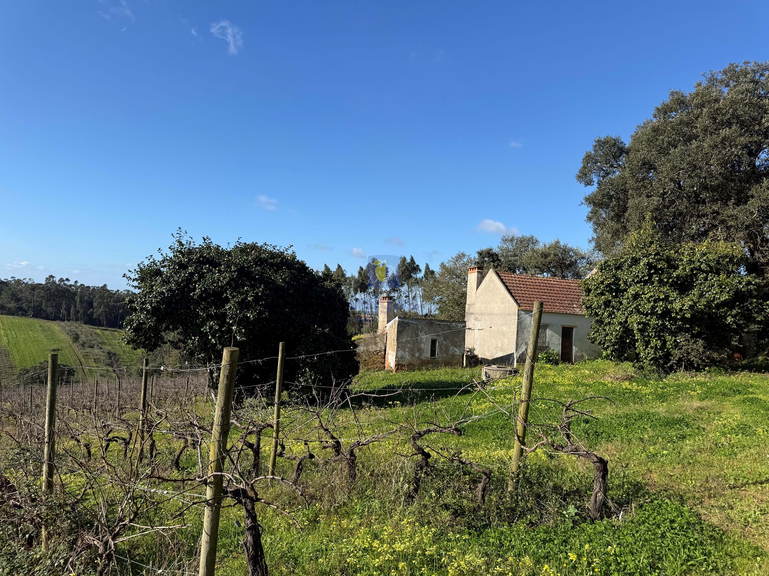Quinta