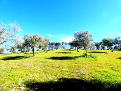 Quinta