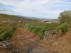 Quinta