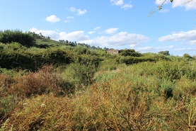 Quinta